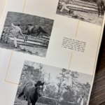 black and white photos of a horse being led over jumps with the text "Tommy puts Jay Trump through the paxes on a lunging line. Jay Trump was above average in his ability to learn, and when three-foot fences did not phase him a rider climbed on his back"